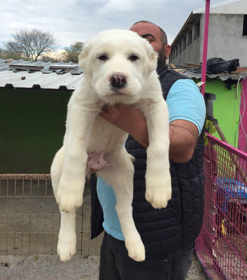 Alabay Köpek Fiyatları