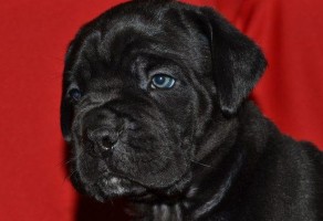 Safkan Cane Corso Yavruları