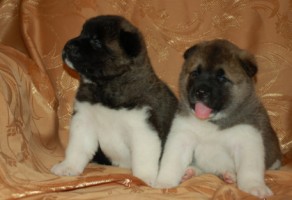 Safkan Akita inu Yavruları