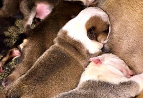 İngiliz Bulldog Yavruları