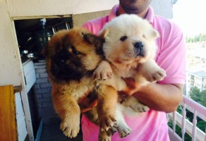 Satılık Chow Chow Yavruları