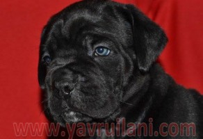 Satılık Cane Corso Yavruları