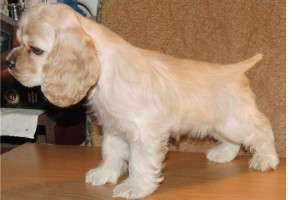 Satılık Cocker Yavruları