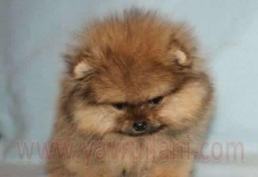 Satılık Boo Dog Yavruları