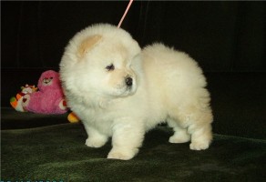 Beyaz Chow Chow – Çin Aslanı