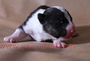 Safkan Bull Terrier