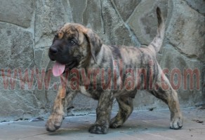 Satılık El Presa Canario Yavruları