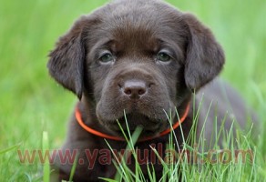Çikolata Labrador Retriever Yavruları