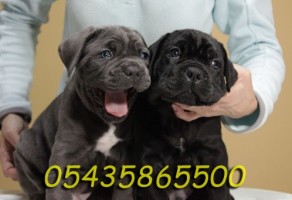 Safkan Cane Corso Yavruları