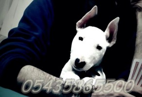 Satılık Bull Terrier Yavru