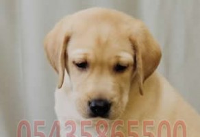 Şampanya Labrador Yavruları