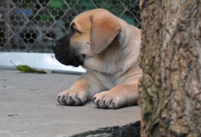 Safkan Presa Canario Yavruları
