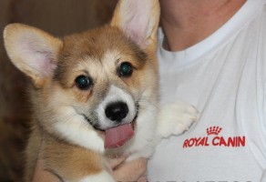 Satılık Welsh Corgi yavruları
