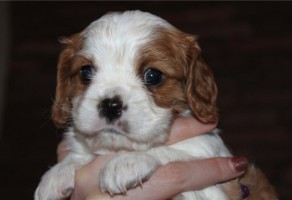 Irk Garantili Cavalier King Charles