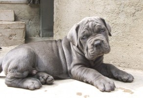 Blue Cane Corso Yavruları