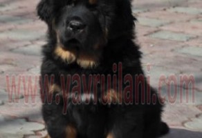 Satılık Tibetan Mastiff Yavruları