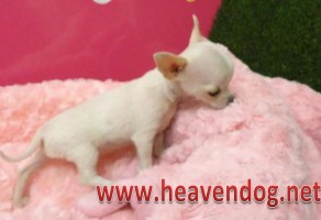 Safkan Chihuahua yavruları