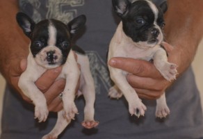 Fransız French Bulldog Yavruları