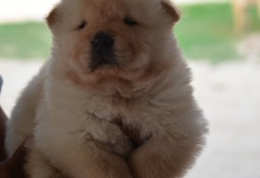 Mükemmel Chow Chow Yavruları