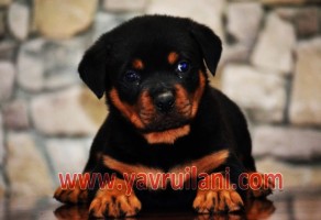 Satılık Rottweiler Yavruları