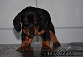 Satılık Sosis Köpeği