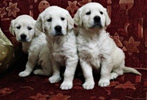 Safkan Golden Retriever Yavruları