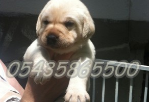 labrador retriever köpek ilanı