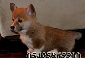 Satılık Cardigan Welsh Corgi Yavruları