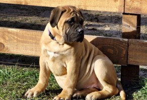 Satılık Bullmastiff Fiyatları