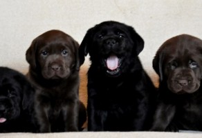 Chocolate Labrador Yavruları