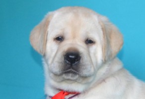 satılık labrador yavruları