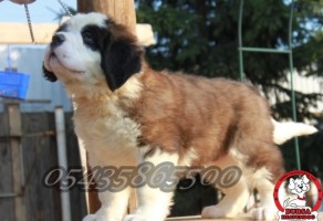 Satılık St. Bernard Yavruları