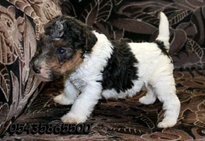 Satılık wire fox Terrier Yavruları
