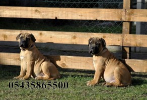 satılık bull mastiff yavruları