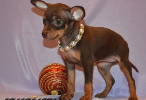 Satılık Russian Toy Terrier Yavruları