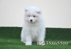 Satılık Samoyed Yavruları