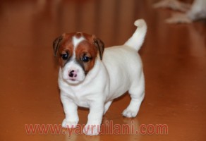 Satılık jack russell yavruları