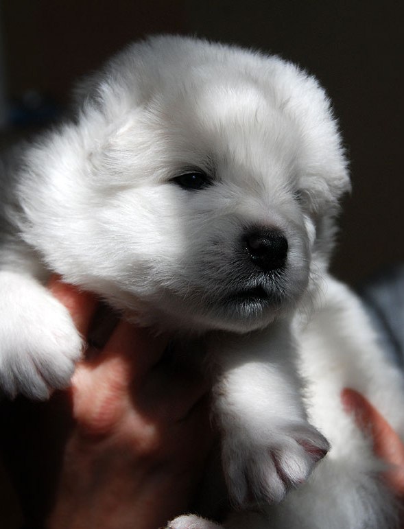 Safkan Samoyed Yavruları