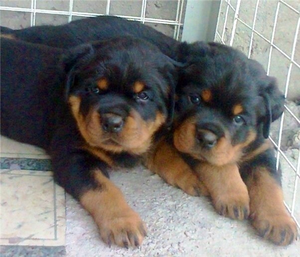 satılık rottweiller