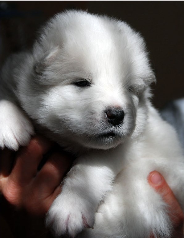 Safkan Samoyed Yavruları