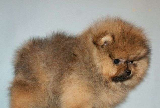 Safkan Pomeranian Yavruları