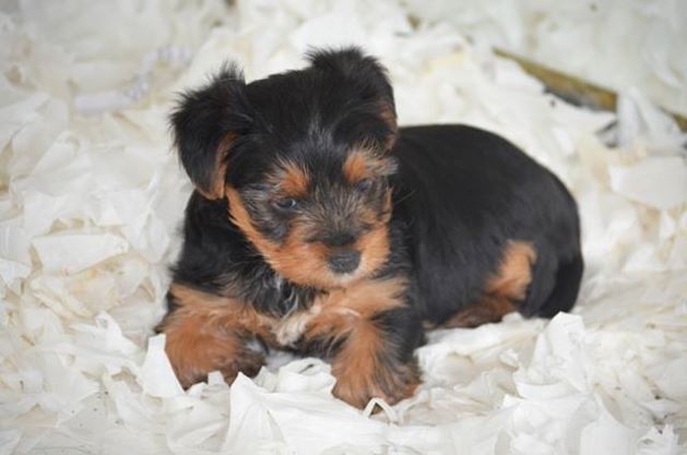 yavru yorkshire terrier