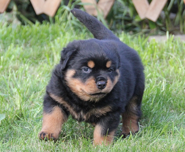 Macar Rottweiler Yavruları