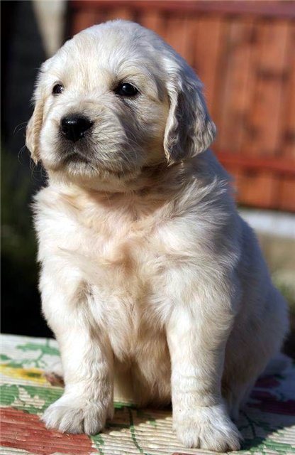 küt burun golden retriever