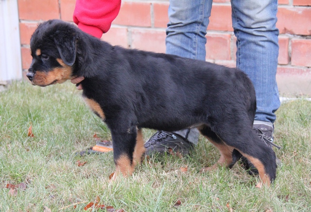 Koca Kafa Rottweiler Yavruları