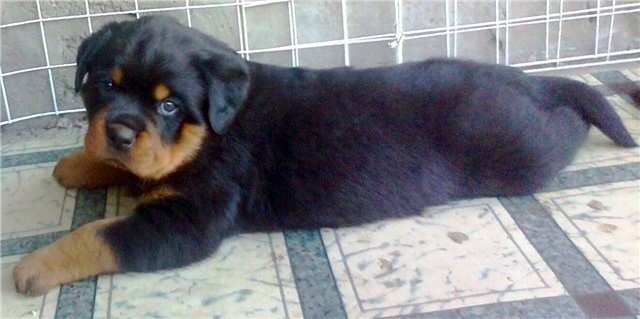 yavru rottweiler