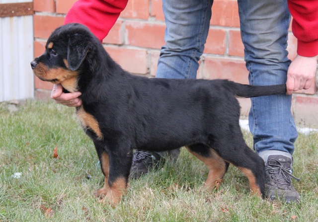 Koca Kafa Rottweiler Yavruları