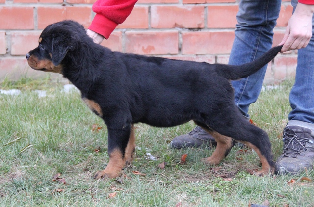 Koca Kafa Rottweiler Yavruları