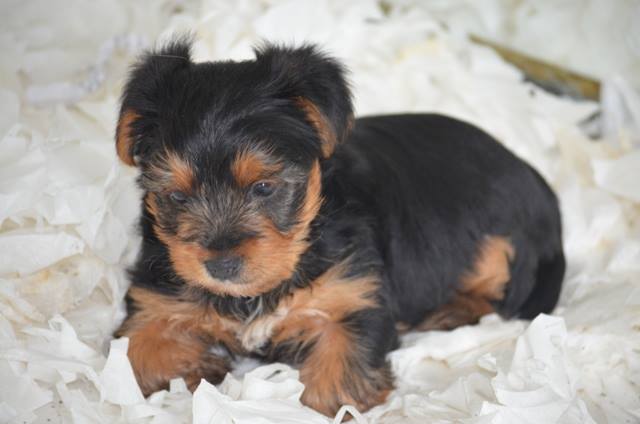 yavru yorkshire terrier