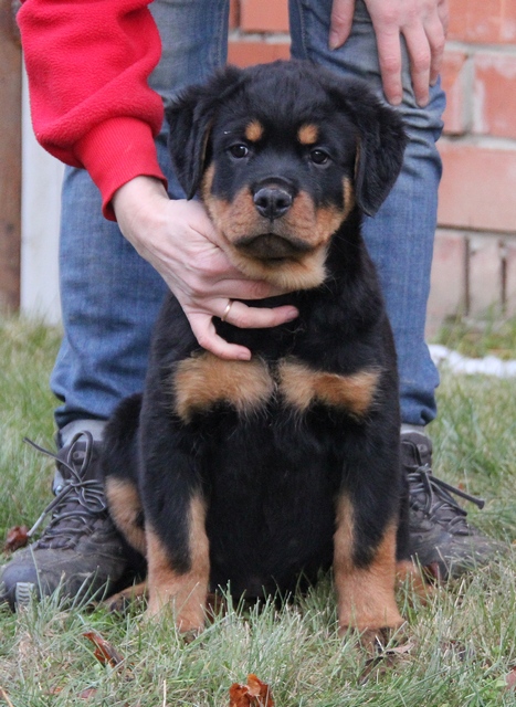 Koca Kafa Rottweiler Yavruları